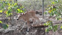 Seekor anak Banteng Jawa (Bos javanicus) lahir dari pasangan Tina dan Telepak di Suaka Satwa Banteng (SSB) Taman Nasional Baluran, Situbondo. (Foto: Humas Balai Taman Nasional Baluran)