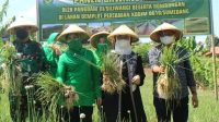 1408 smdg - Pangdam III Siliwangi dan Bupati Sumedang Tinjau Panen Bawang Merah Pangdam III Siliwangi Mayjen TNI Nugroho Budi Wiryanto (kiri) dan Bupati Sumedang H Dony Ahmad Munir (kanan) memanen bawang merah di Demplot Pertanian Kodim 0610/Sumedang. (Foto: Istimewa)