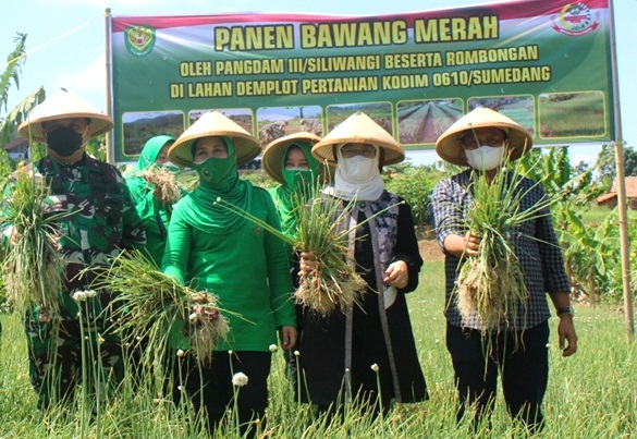Pangdam III Siliwangi Mayjen TNI Nugroho Budi Wiryanto (kiri) dan Bupati Sumedang H Dony Ahmad Munir (kanan) memanen bawang merah di Demplot Pertanian Kodim 0610/Sumedang. (Foto: Istimewa)