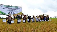 3008 cms - BPTP Jabar Panen Perdana Padi di Lakbok Ciamis 1 Kegiatan temu lapang dan panen perdana hasil pengembangan demplot varietas unggul baru (VUB) padi khusus dan spesifikasi lokasi dengan menerapkan teknologi budidaya padi ramah lingkungan (BPRL) di Desa Puloerang, Kecamatan Lakbok, Kabupaten Ciamis.